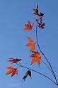 Leaf-Pattern---Westonbirt