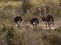 Ostrich-Family---Langebaan-