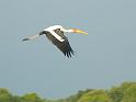 Painted-Stork-in-Flight