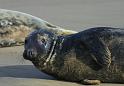 Atlantic-grey-seal