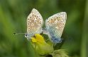 Common-blue-butterflies