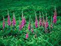 Foxgloves