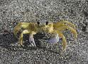 Ghost-crab