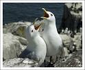 Courting-Kittiwakes