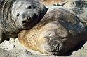 Cuddling-Cows-(Elephant-Seals)