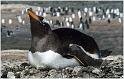 Gentoo-on-Nest