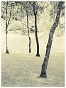 Trees-at-Stourhead