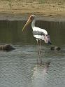 Painted-Stork-in-Pond